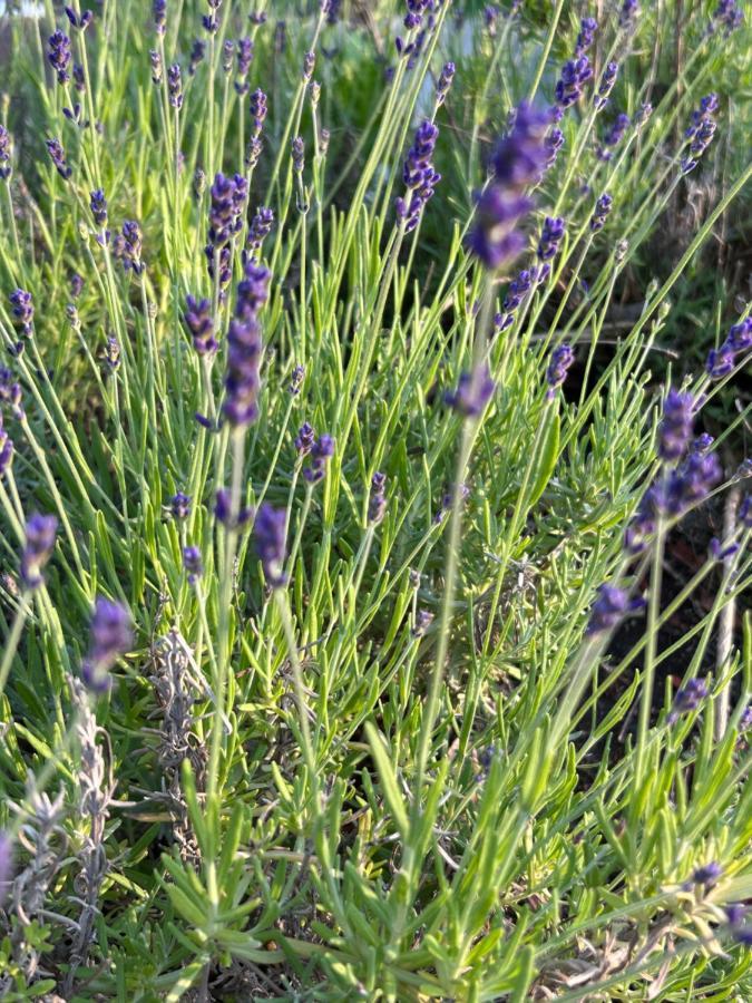 Ferienhaus Lavendel Obergurig Eksteriør billede
